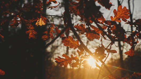 A sunrise shining through autumn tree branches.