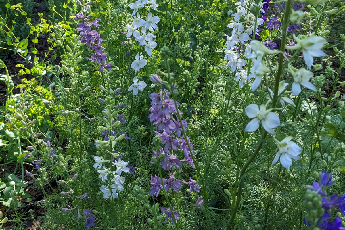 Wholesale Stems
