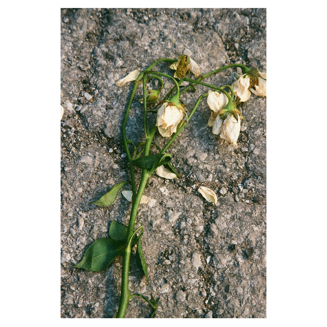 Why You Should Kill More Flowers Than Your Neighbor Will Ever Grow