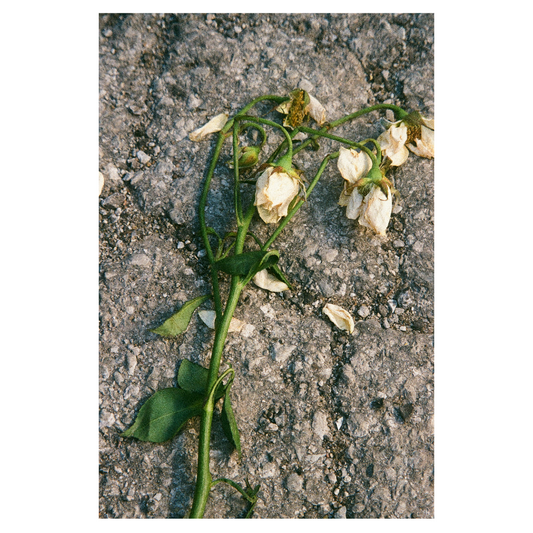 Why You Should Kill More Flowers Than Your Neighbor Will Ever Grow