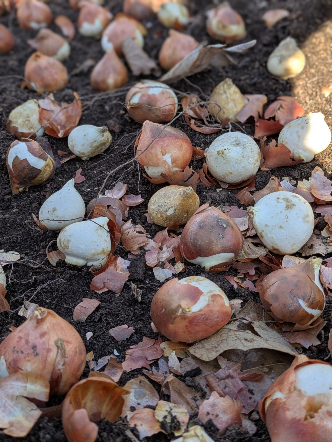 Are You a Tulip Bulb?