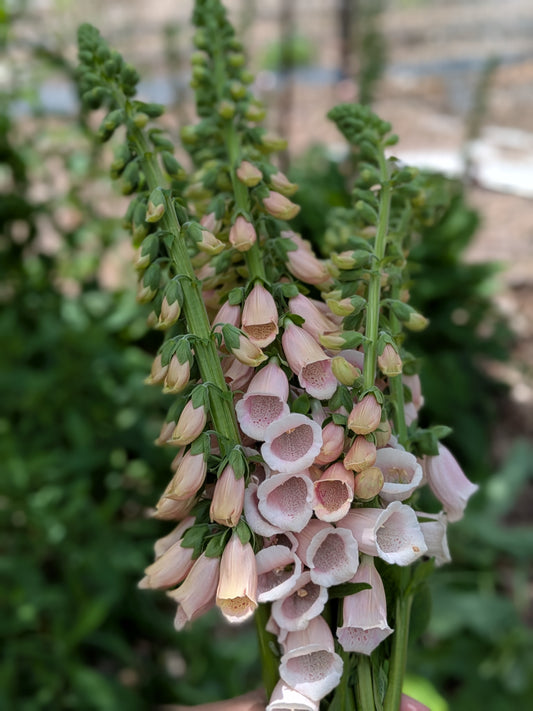 Wholesale Stems