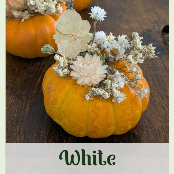 Mini Pumpkin